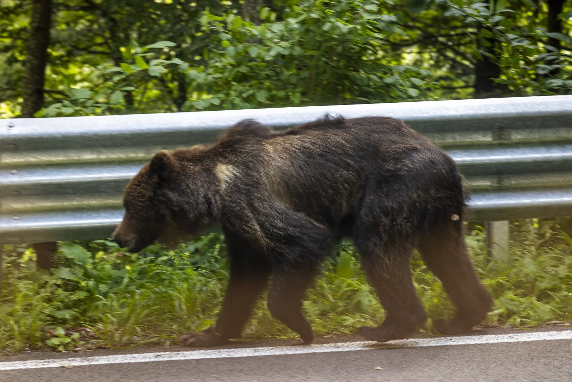 Bear walking along the crash barrier