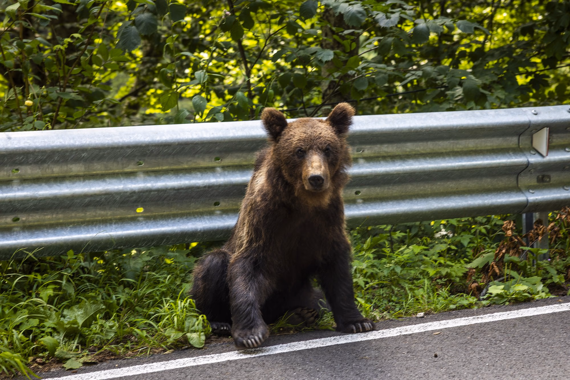 Bear looking straight at the camera, sitting beside the road's metal crash barrier