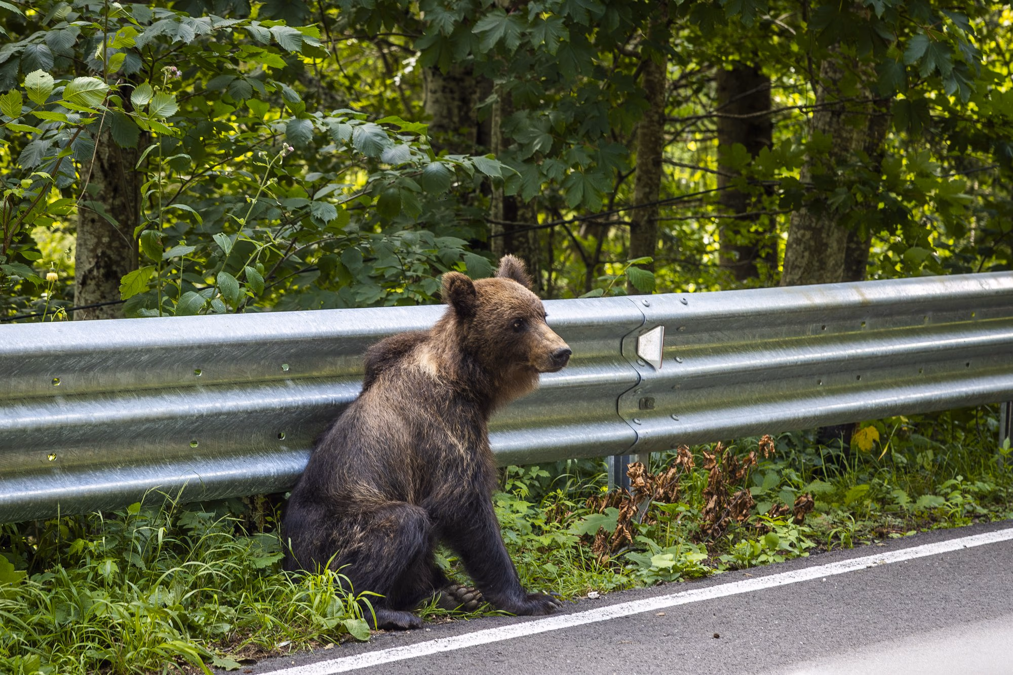 Young bear leaning against the metal crash barrier