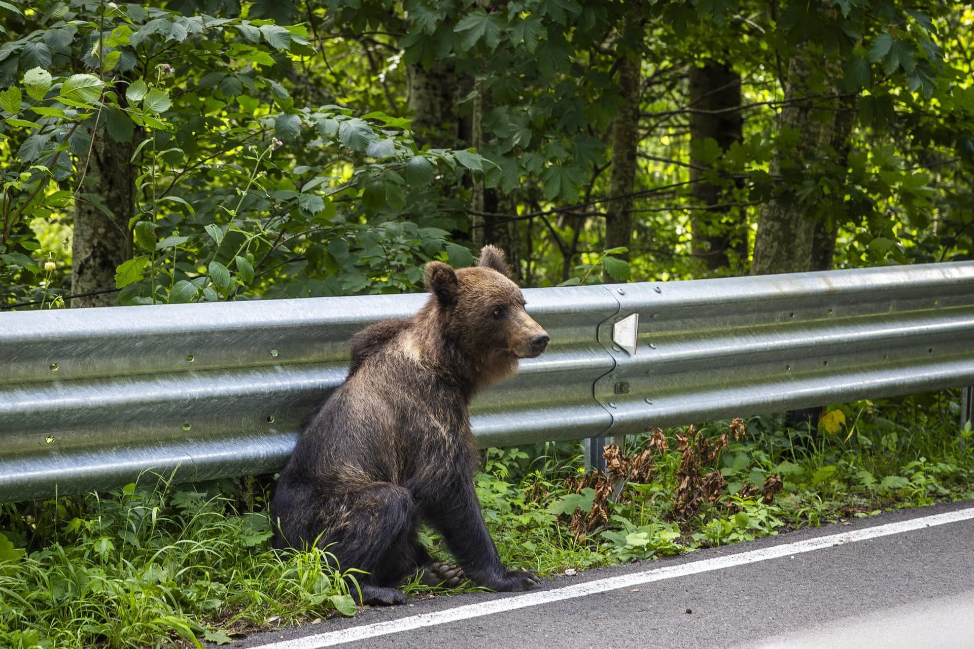 Young bear leaning against the metal crash barrier
