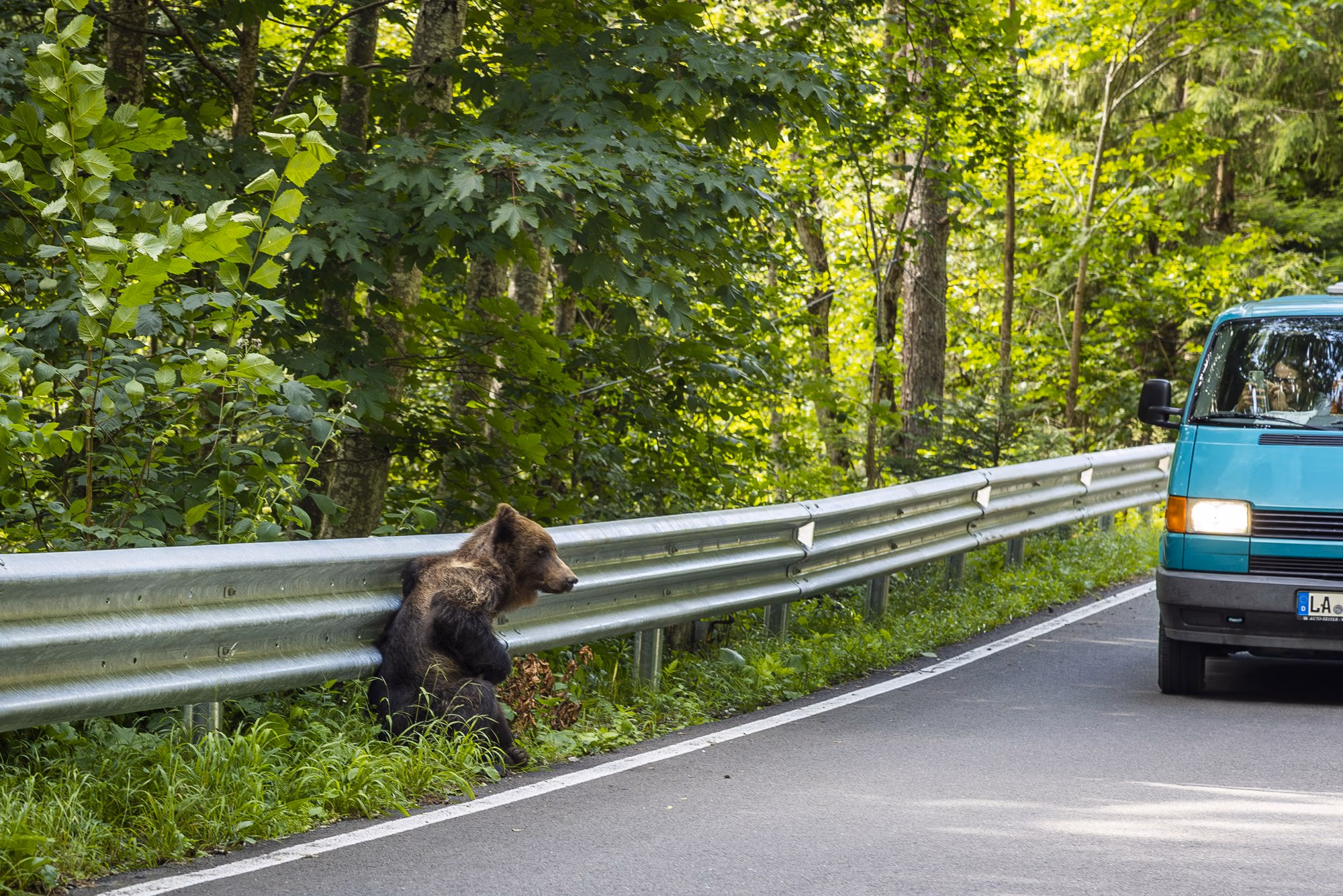 Bear sitting beside the metal crash barrier as a minibus drives past