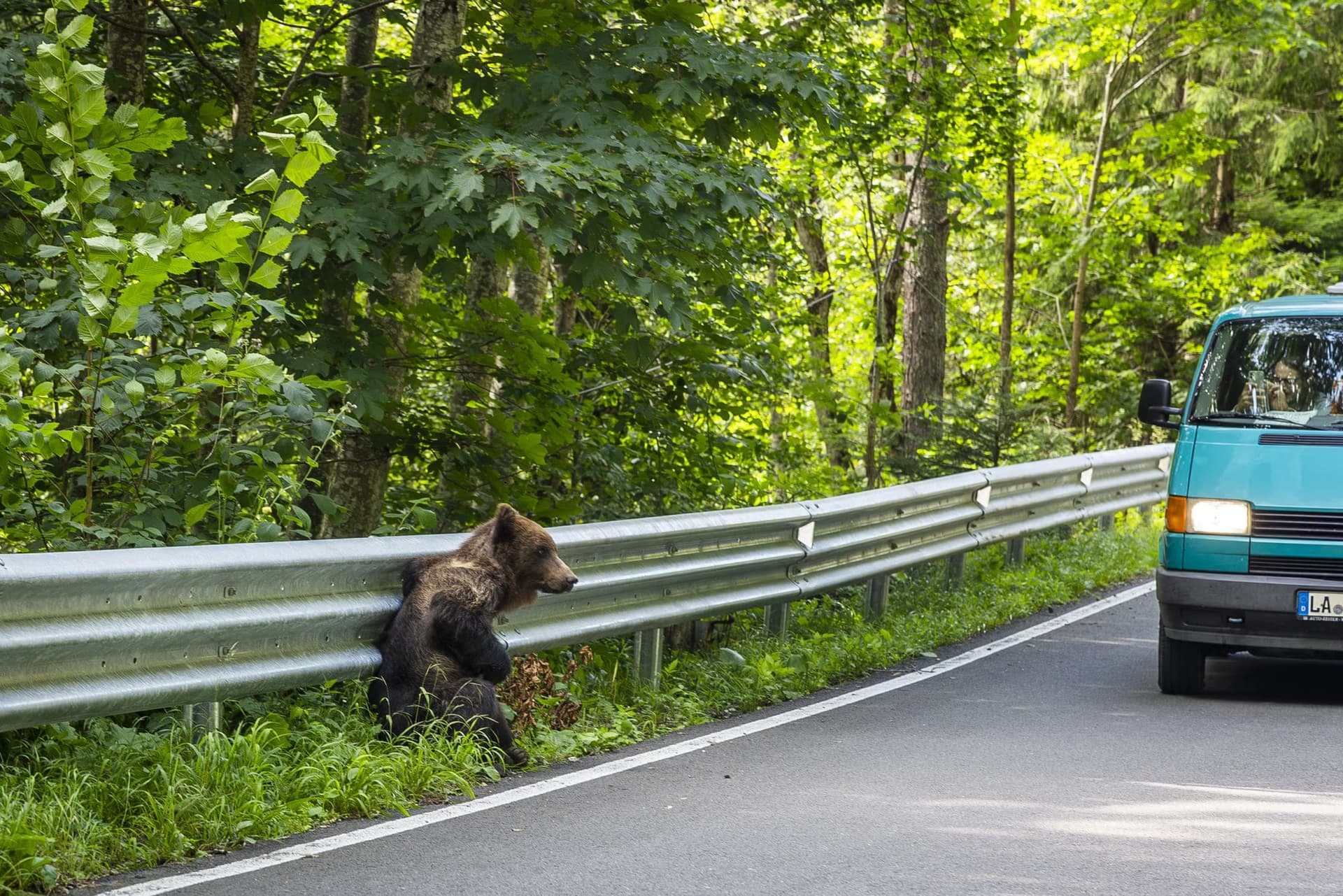 Bear sitting beside the metal crash barrier as a minibus drives past