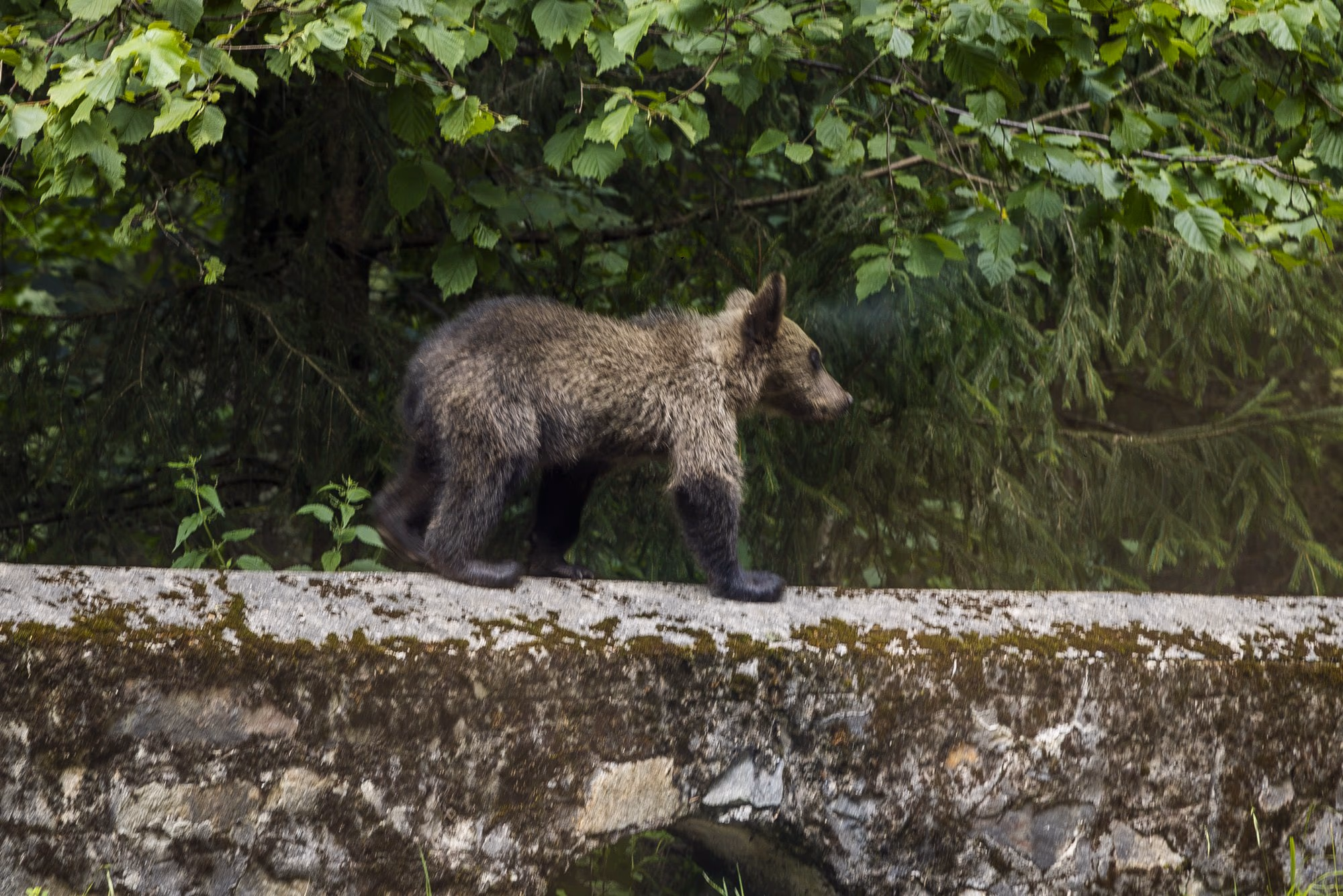 Bear cub walking along the stone wall