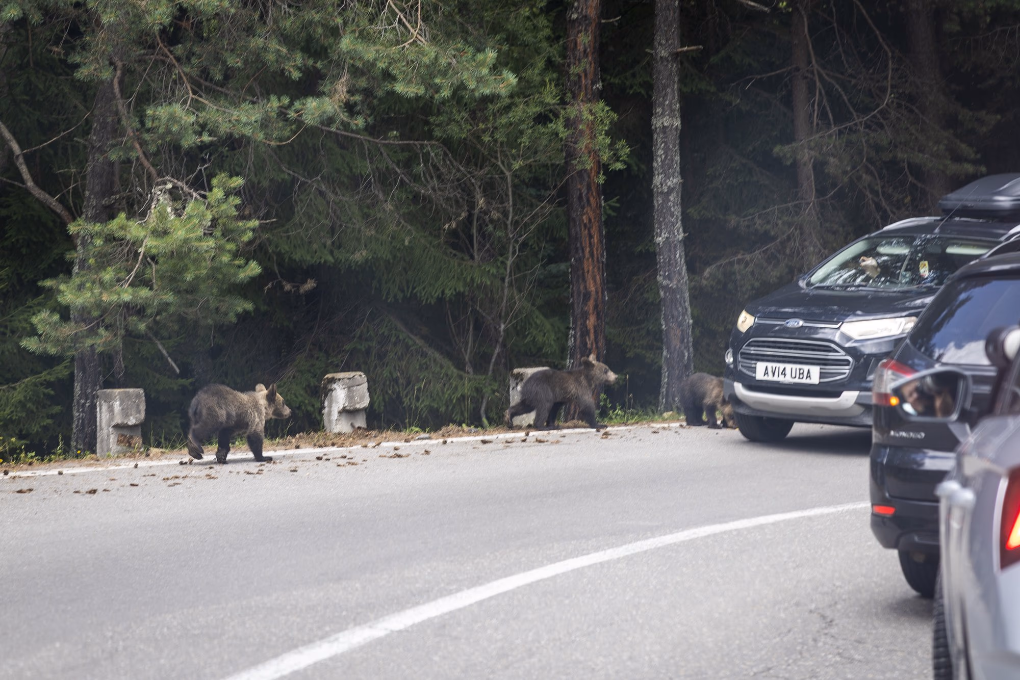 Cars stopped and tourists photographing the bears
