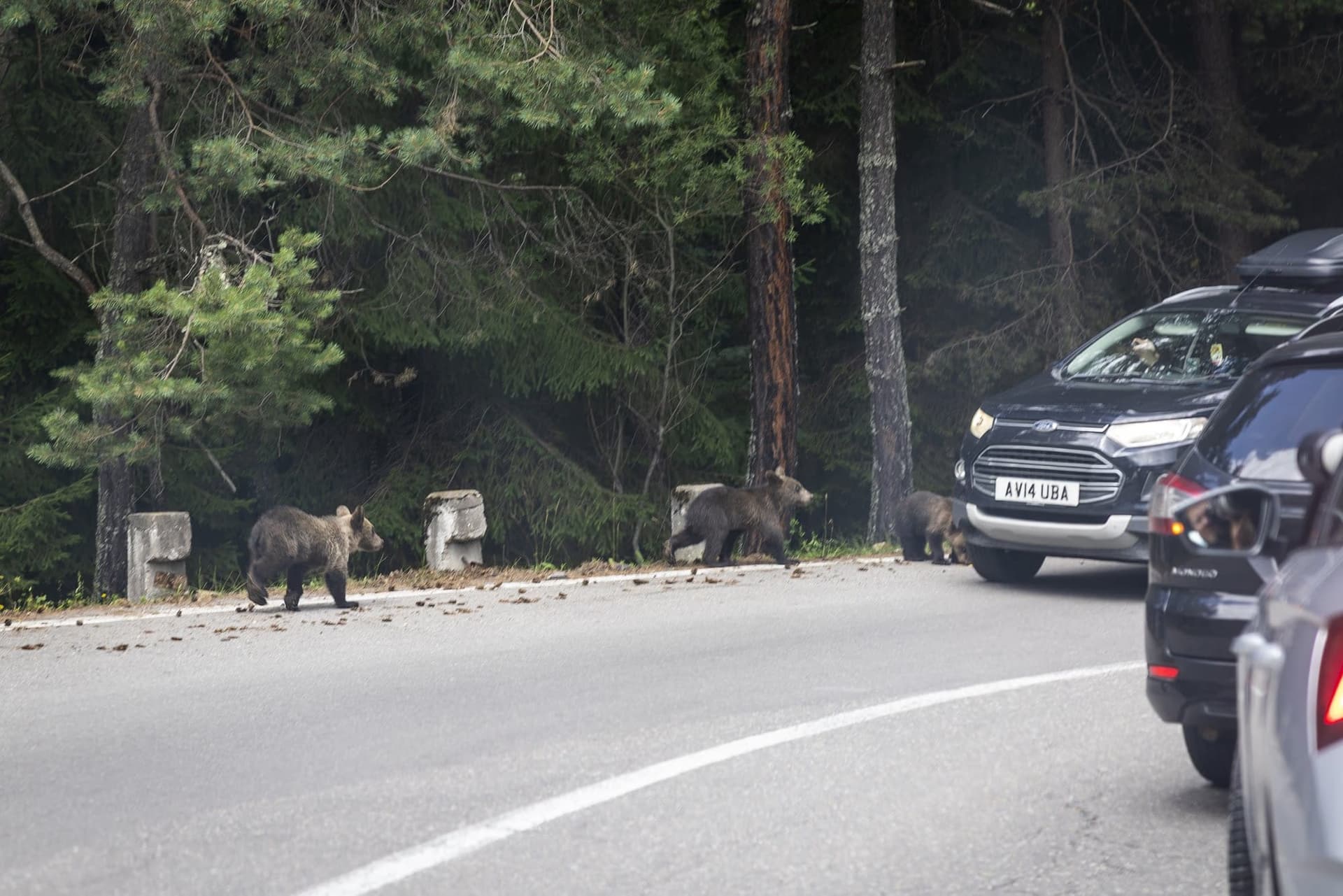 Cars stopped and tourists photographing the bears