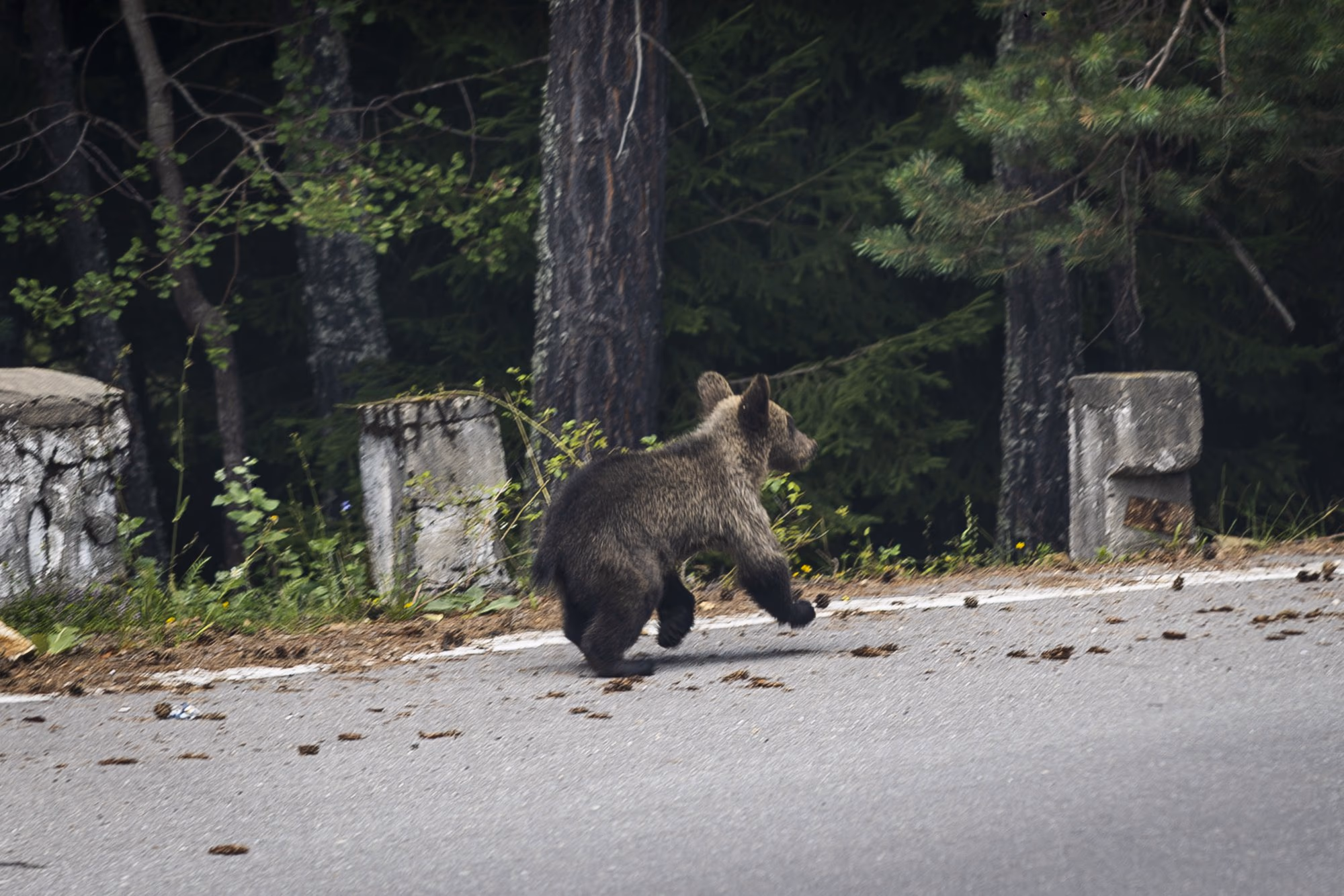 Bear crossing the carriageway