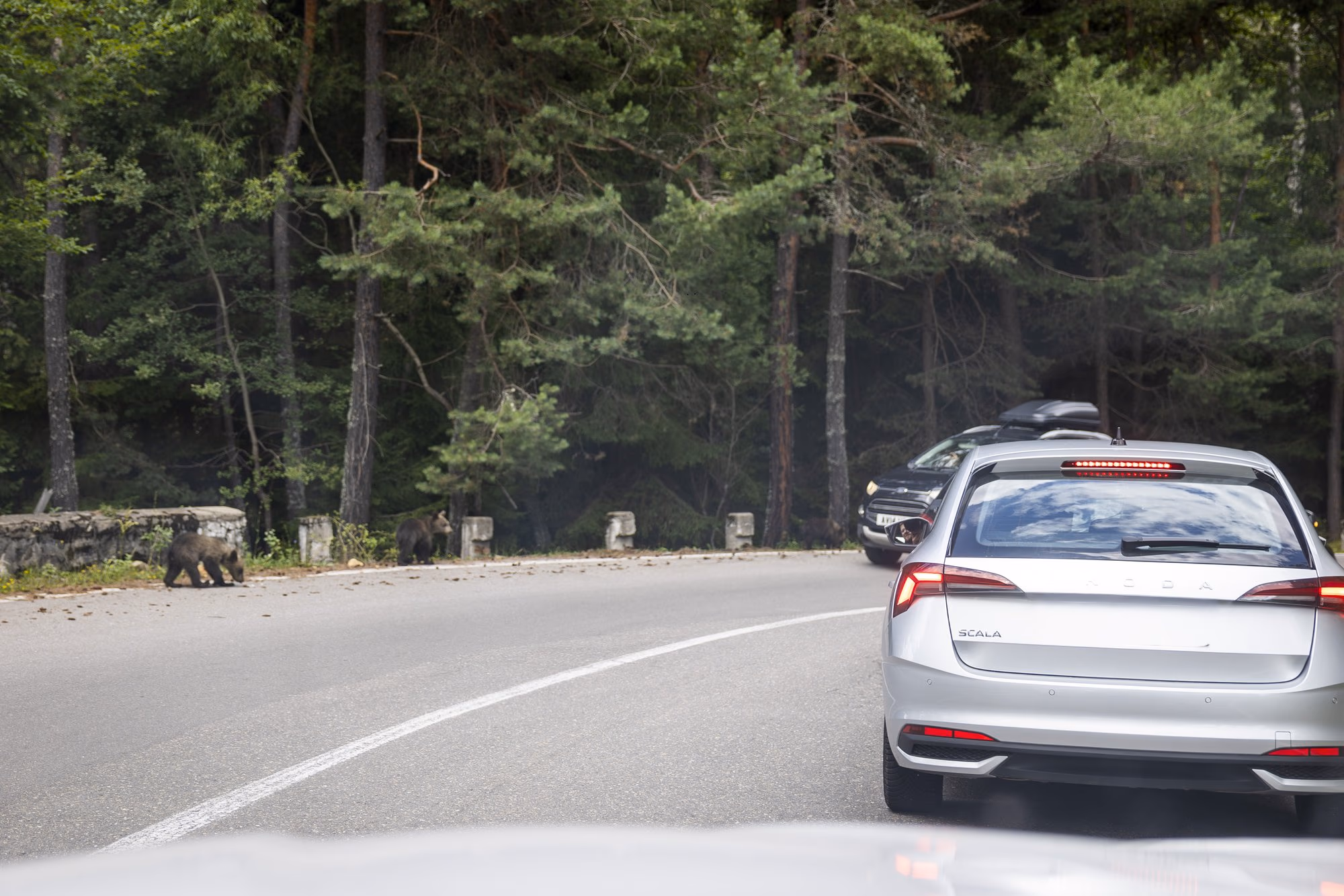 Cars stopped in both lanes, with a bear at the roadside