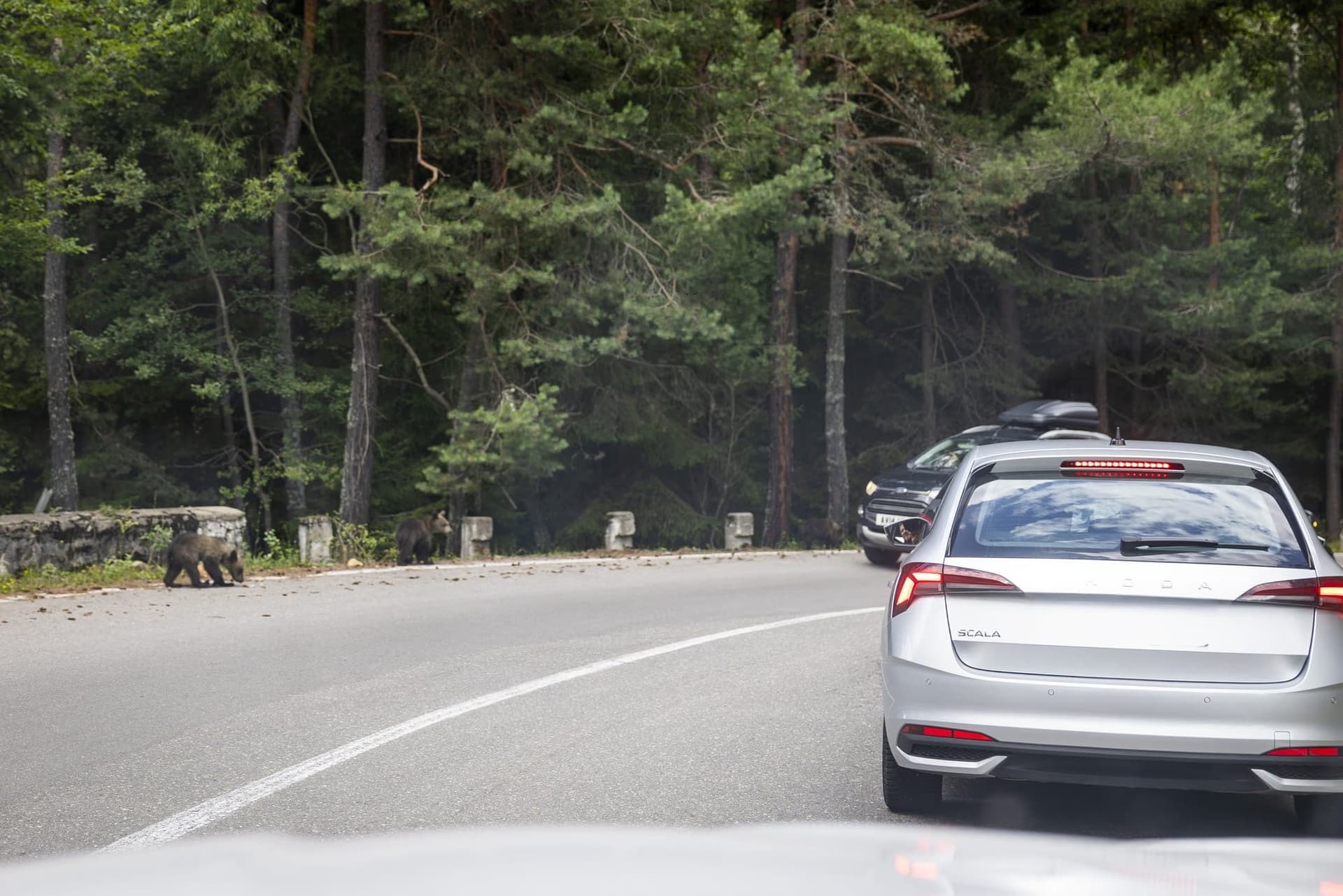 Cars stopped in both lanes, with a bear at the roadside