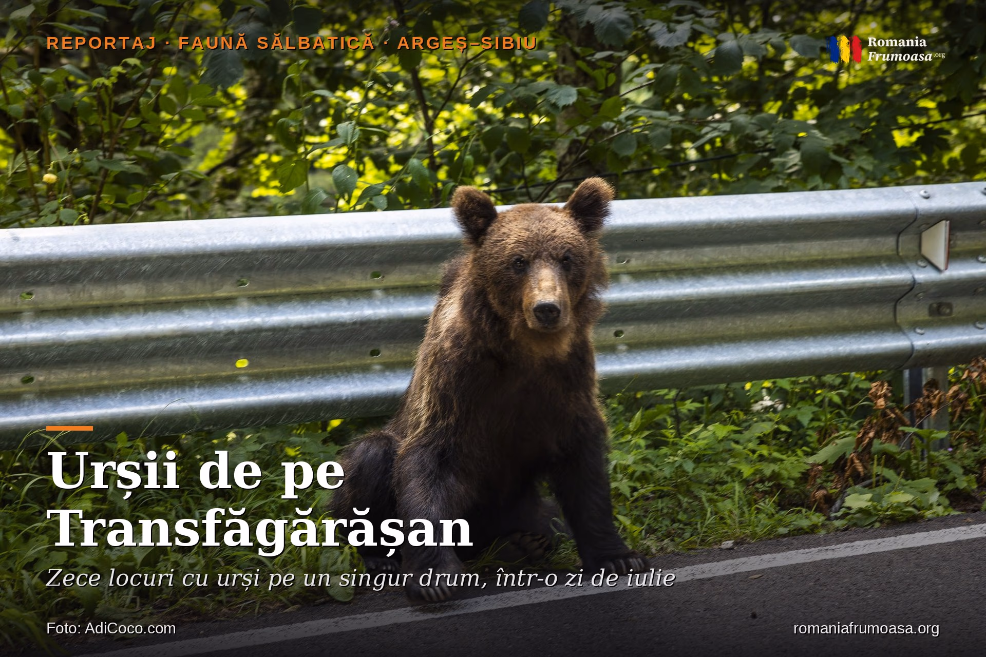 hero-ursi-transfagarasan-RO