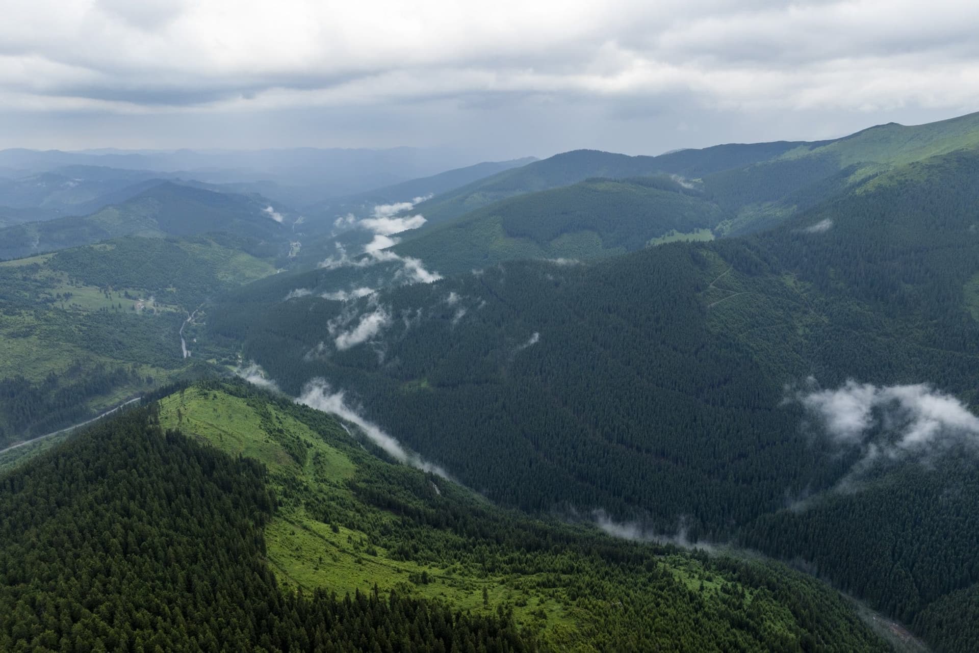 Spruce forest on the slopes below the Prislop Pass, with mist rising from the valleys after rain