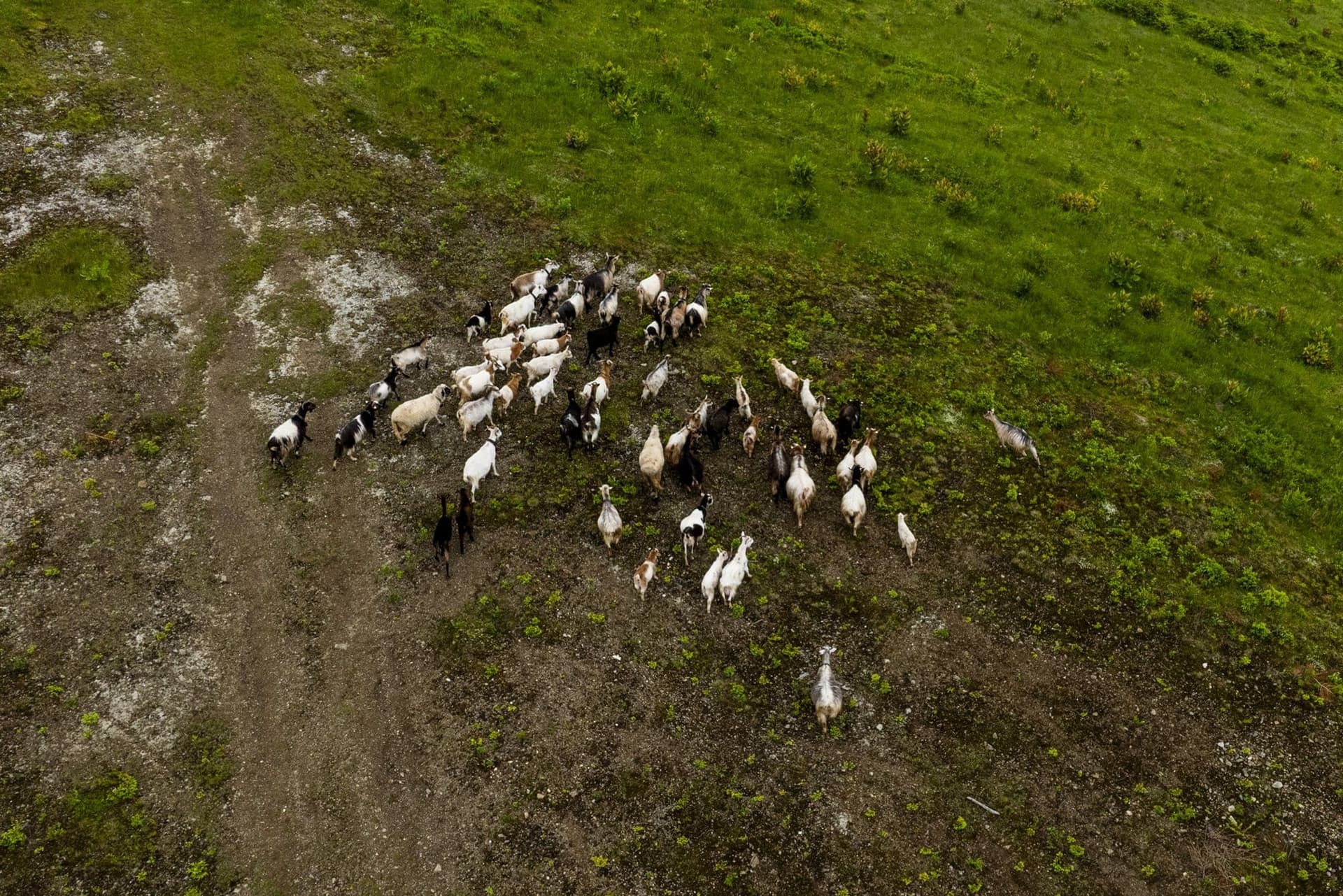 A herd of goats on a sloping meadow near the Prislop Pass, photographed from above