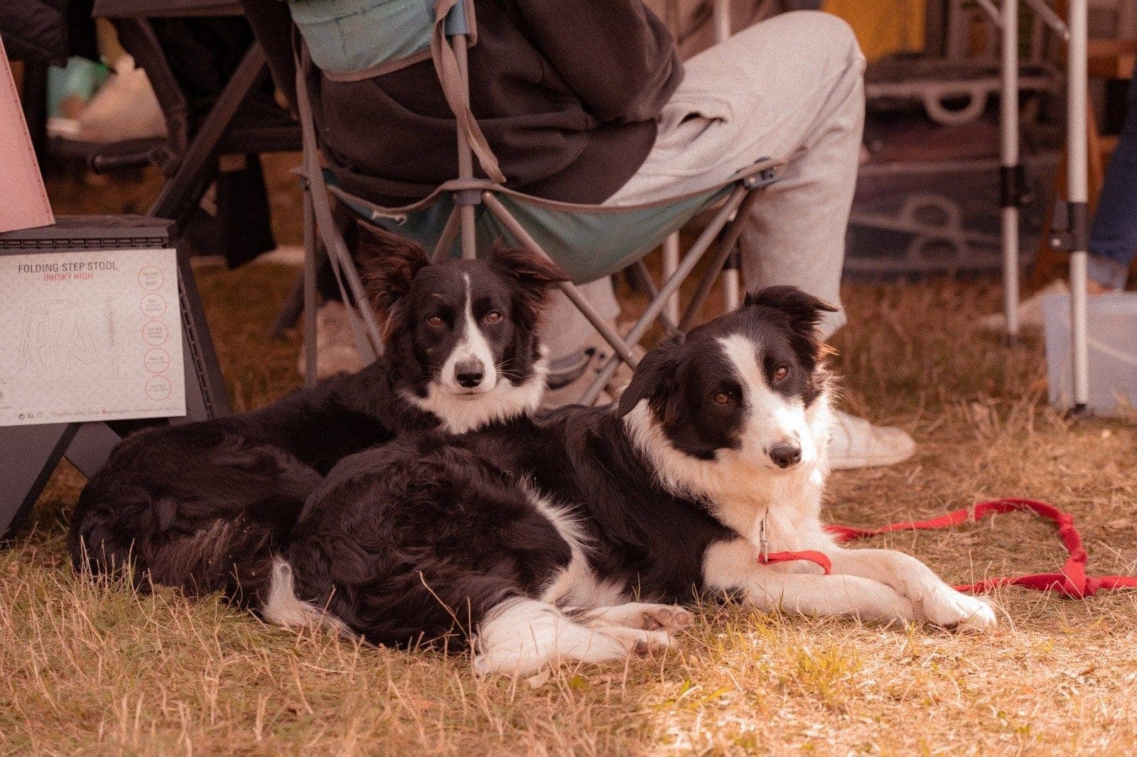 Két border collie fekszik a szalmán a gazdájuk összecsukható széke alatt