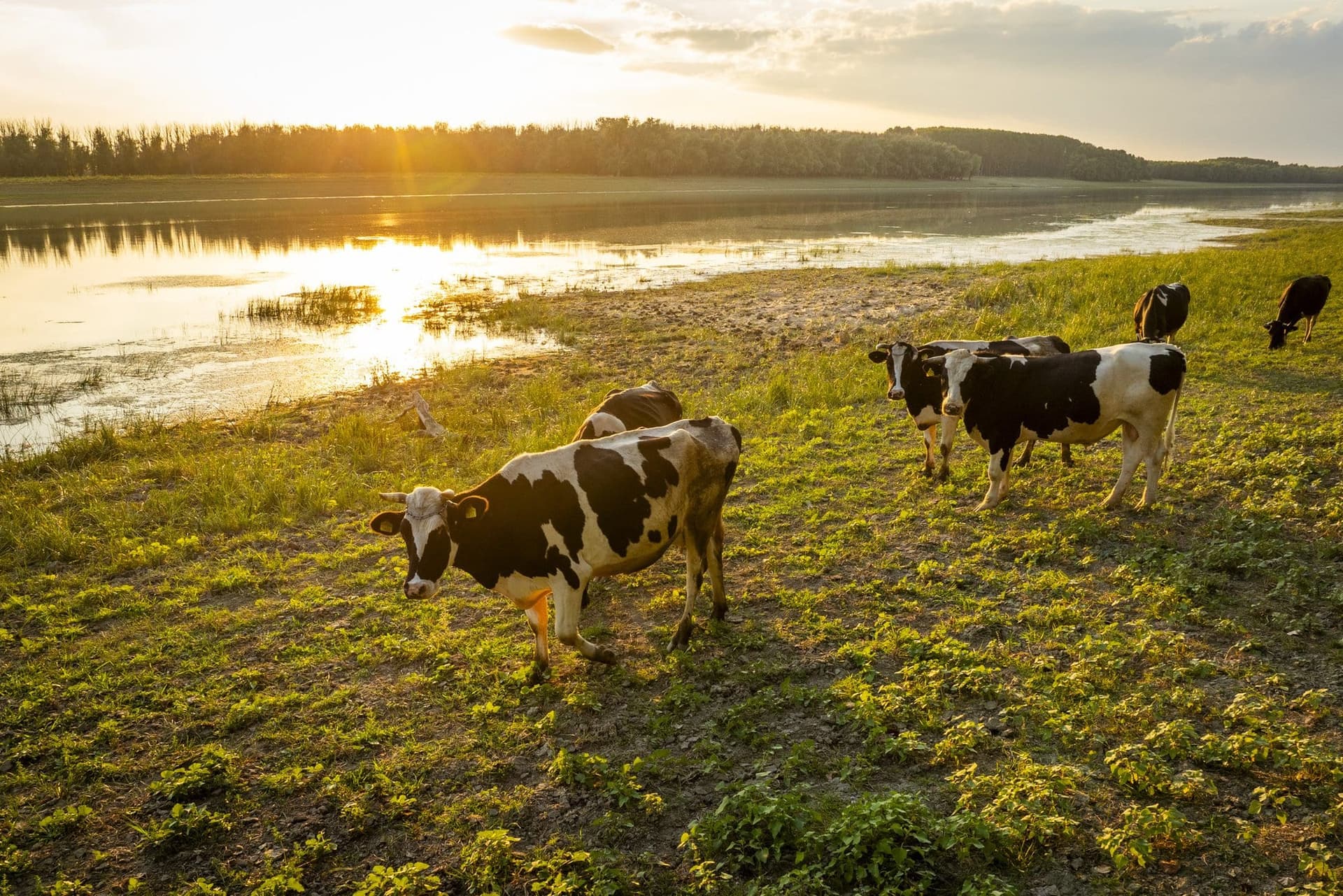 A herd of cows on the bank of the Danube at sunset, backlit