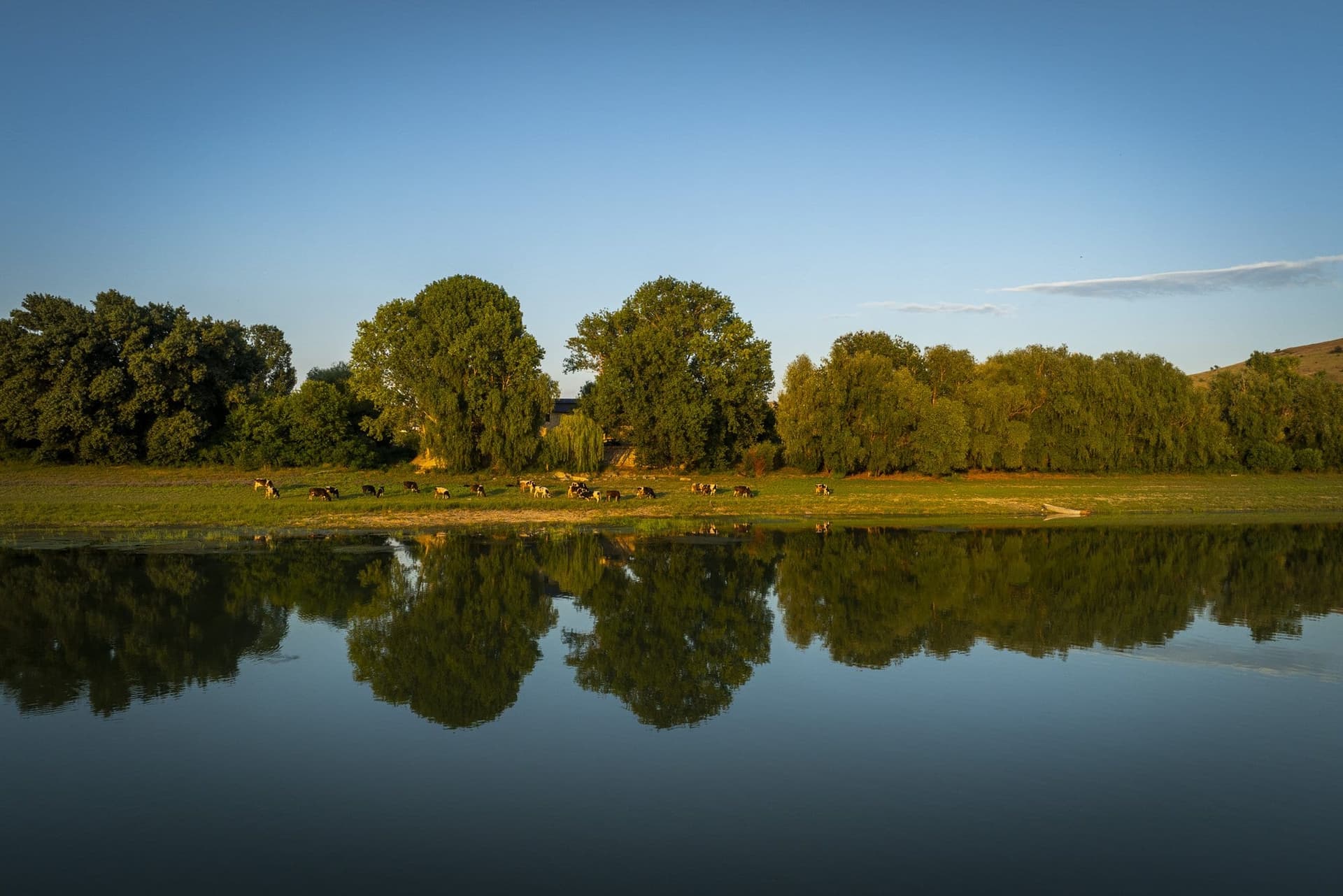Cattle on the Brăila-side bank, reflected in the water of the Măcin branch