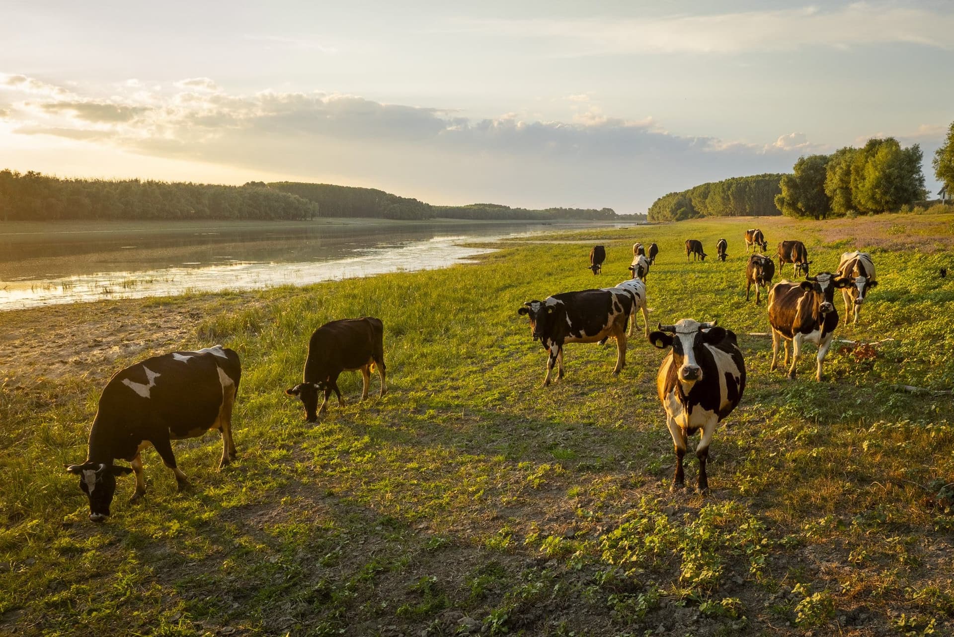 A herd grazing on the Dobruja bank of the Danube in the evening
