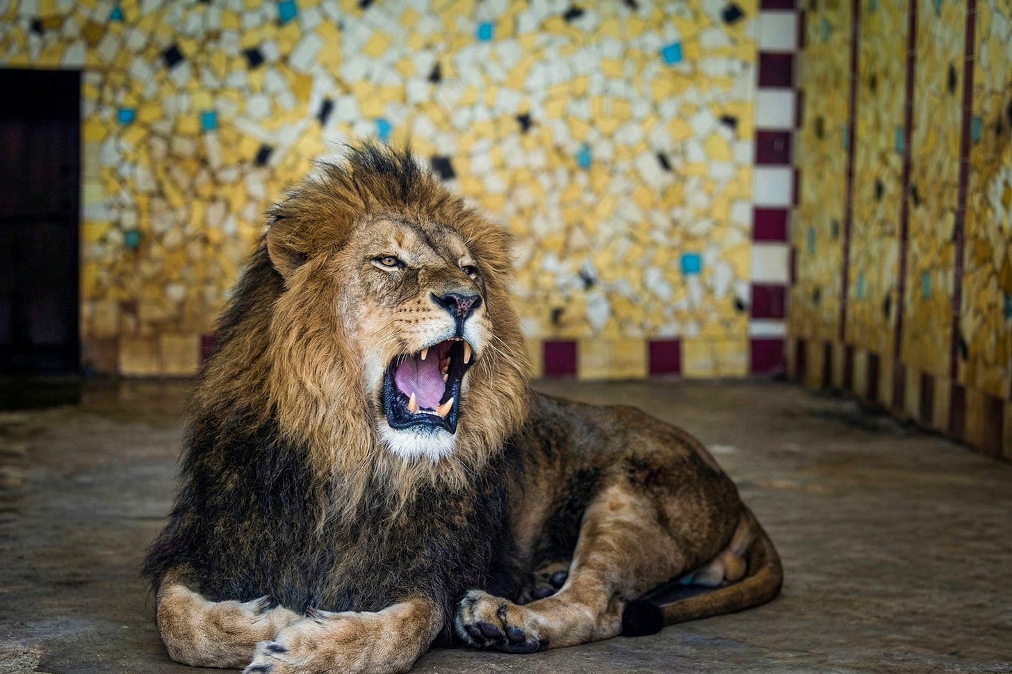 Zoo Târgu Mureș, primăvara 2026.